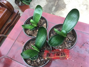 【鞍山海兰花坊】精品小苗暴龙花脸技师油匠麻脸元宝君子兰