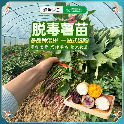 高产红薯苗秧苗脱毒番薯地瓜种苗