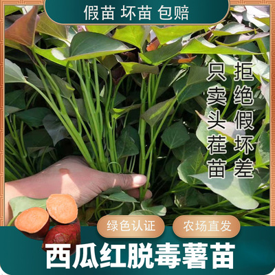 红薯苗秧苗普薯32西瓜红高产种苗