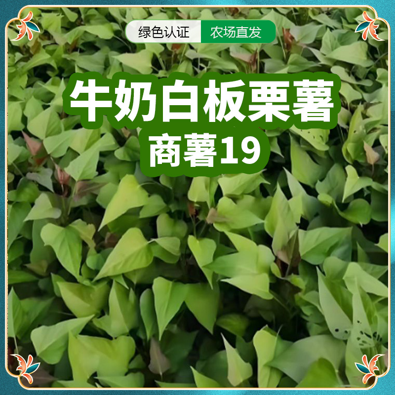 红薯苗秧苗商薯19高产脱毒甘薯苗