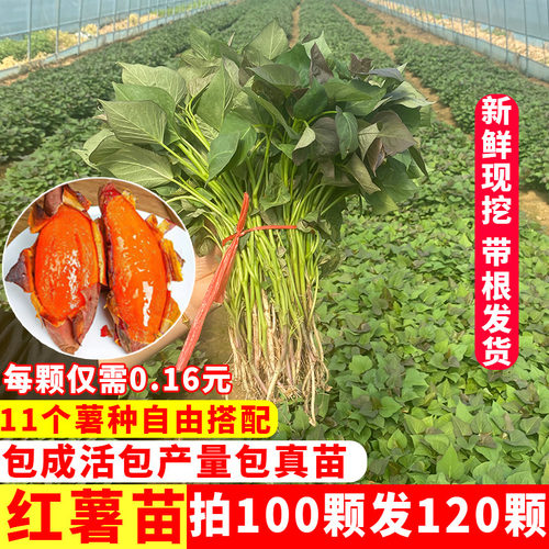 高产脱毒红薯苗地瓜秧苗番薯种苗