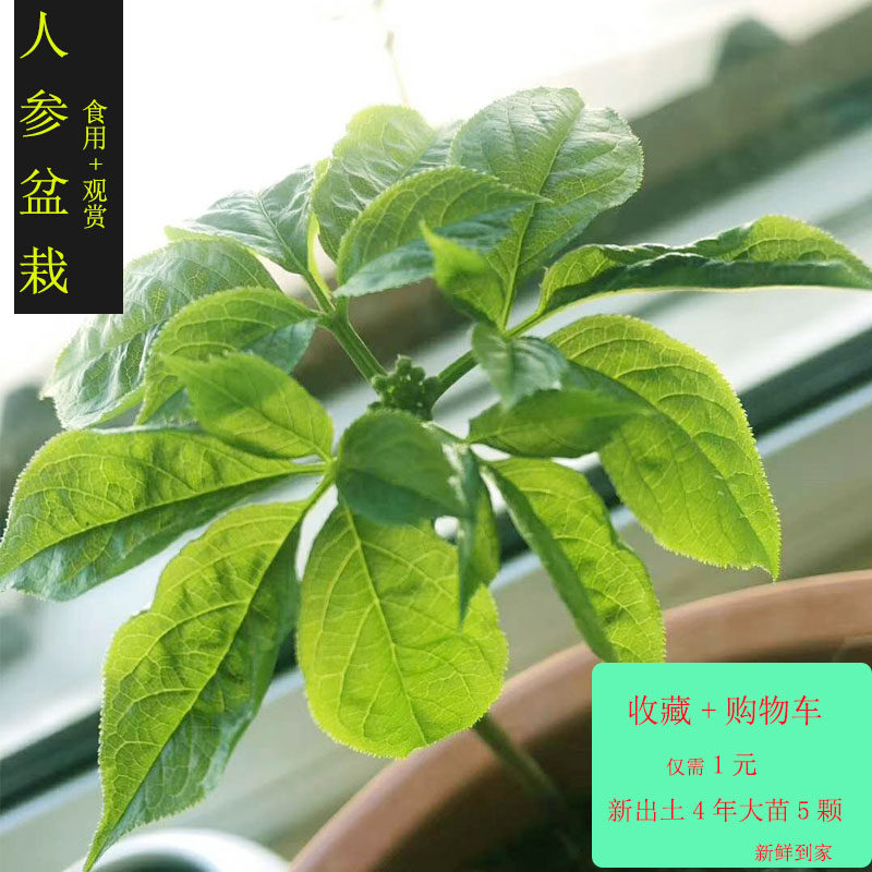 Fresh Ginseng Soil 4 years Da Shen 51 New products Early adopters Then Fruition Limit one shotin the Traditional nourishing food , Ginseng tonic , Ginseng/Garden ginseng  category - from Buy2taobao.com to provide professional Taobao agent buy service