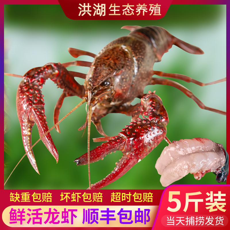 洪湖清水小龙虾鲜活5斤装678活虾