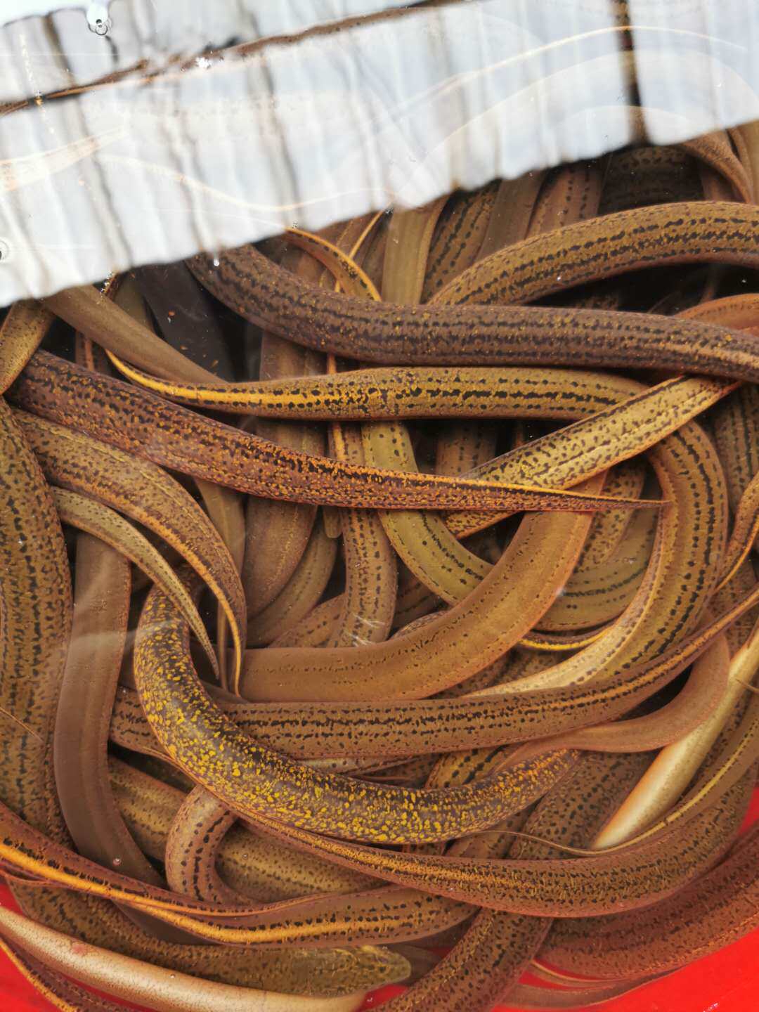 湖北特产正宗生态鳝鱼长鱼盘鳝 鲜活现杀鳝丝新鲜活体2斤顺丰包邮