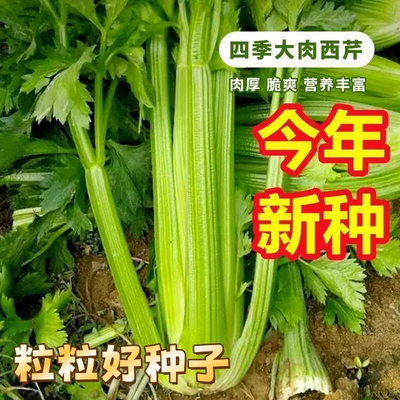 四季西芹种子肉厚脆爽洋芹菜种子春秋播高产阳台盆栽大棚蔬菜种籽