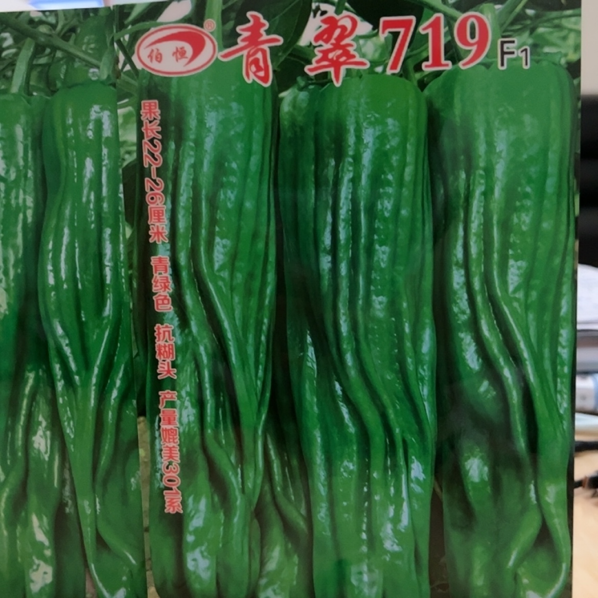 伯恒青翠719薄皮辣椒种子春秋种植高产早熟抗病抗倒伏辣椒种子