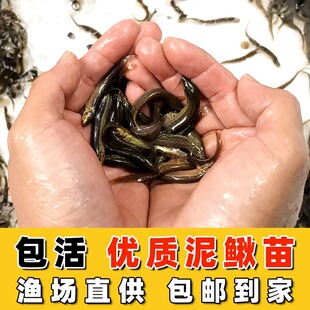 台湾泥鳅苗鲜活饵筏钓喂宠养殖龙鱼宠物活体饲料鱼