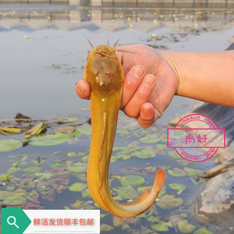 本地塘角鱼三黄塘角鱼胡子鱼皇妃鱼鲶鱼新鲜美味包邮包活到家