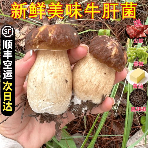 云南牛肝菌菌菇大脚菇