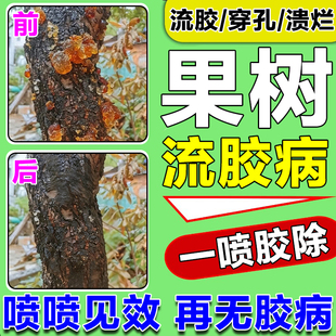 果树流胶病专用药苹果树桃树李树樱桃树流胶穿孔溃烂通用果树除胶
