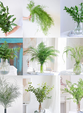 鱼尾叶鲜花云南基地直发栀子叶配草配花水养鲜切花家用瓶插花绿植