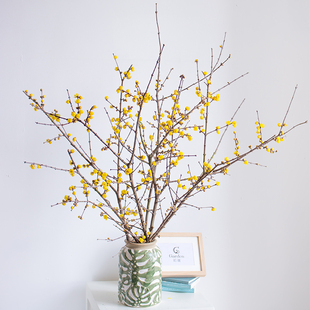 素心腊梅鲜切花鲜花云南直发插花水培植物中国蜡梅鲜枝冬樱花枝条