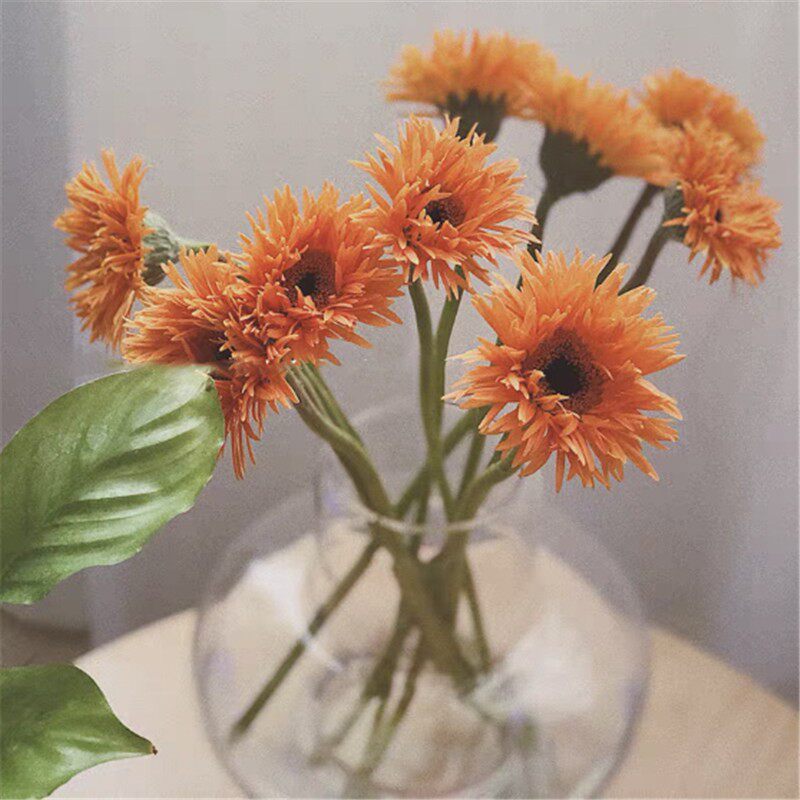 非洲菊毛边拉丝弗朗鲜花水养瓶插花开业鲜切花水培植物云南直发