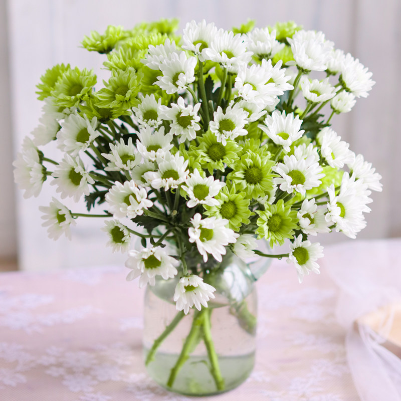 绿白清新搭配小菊鲜花水养插花绿精灵小雏菊白色鲜切花云南直发