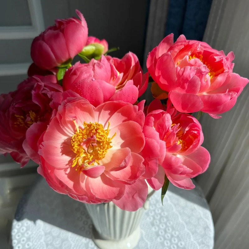 重瓣芍药鲜花云南直发落日珊瑚芍药鲜切花山东大花客厅插花粉莎拉