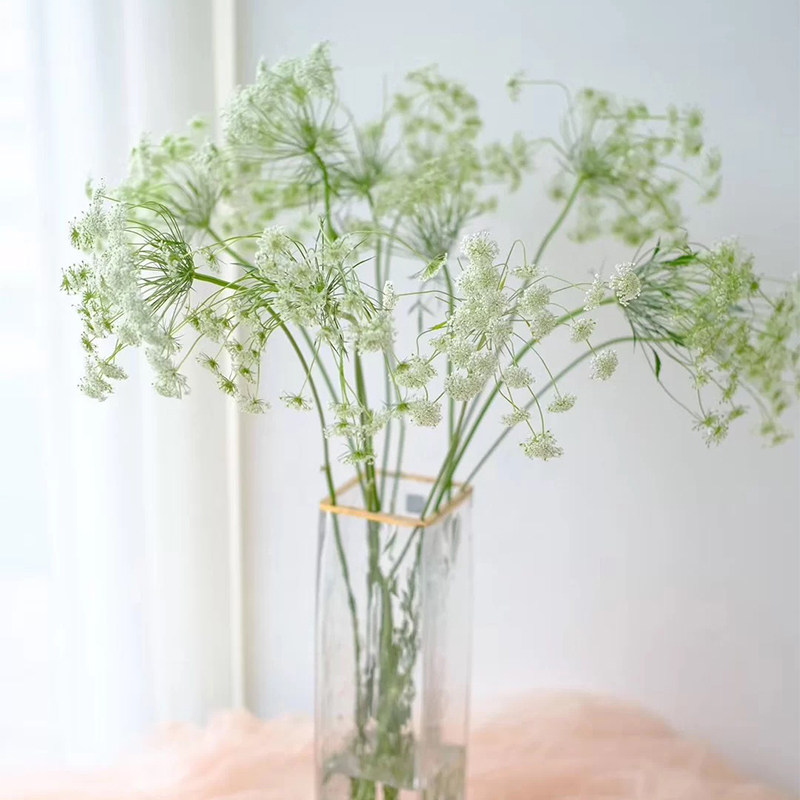 蕾丝花国产昆明鲜花生活家用插花基地鲜切花水养水培植物室内花