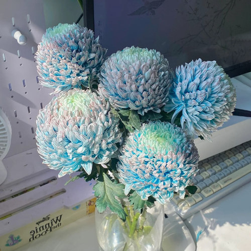 A级青花瓷牡丹菊鲜切花顺丰包邮