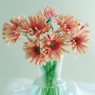 非洲菊空气卷边弗朗鲜花水养插花家用客厅鲜切花云南基地直发