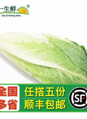 【老一生鲜】新鲜包心罗马 500g嫩罗马罗纹生菜凯撒包罗马蔬菜