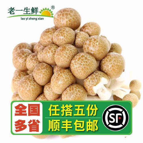 老一生鲜蟹味菇1包125g新鲜菌菇