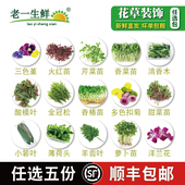 装 西餐日料摆盘花草芽苗任选5份多省顺丰 包邮 饰点缀蛋糕咖啡
