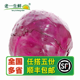 紫甘蓝 约1000g左右 紫包 新鲜蔬菜 沙拉菜 老一生鲜 球生菜