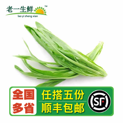 【老一生鲜】新鲜蔬菜油麦菜