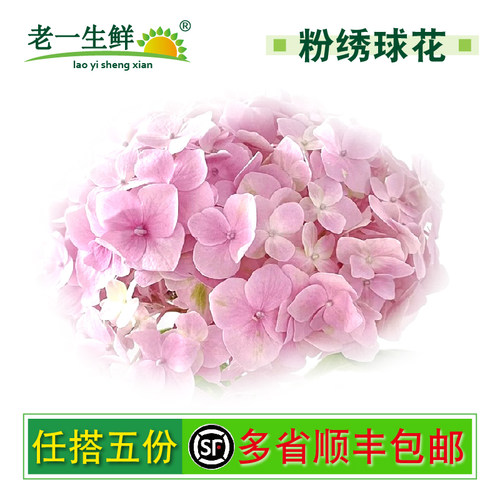 老一生鲜粉绣球花瓣摆盘装饰