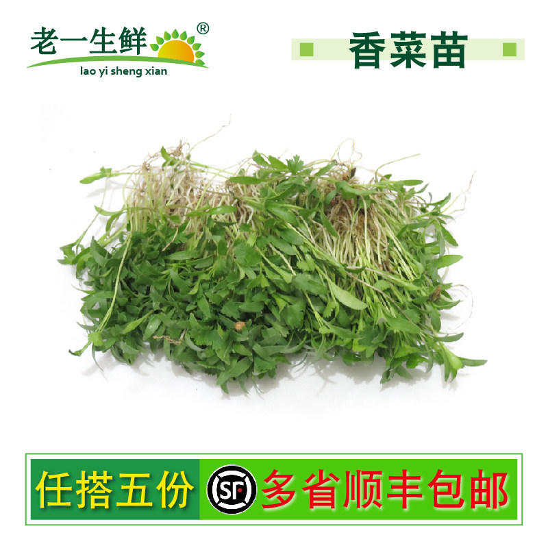【老一生鲜】新鲜香菜苗 苗菜 西餐摆盘装饰 一盒