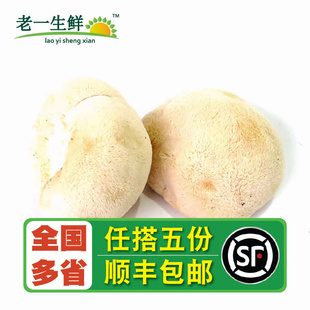 【老一生鲜】新鲜菌菇  猴头菇 鲜猴头菇 500g