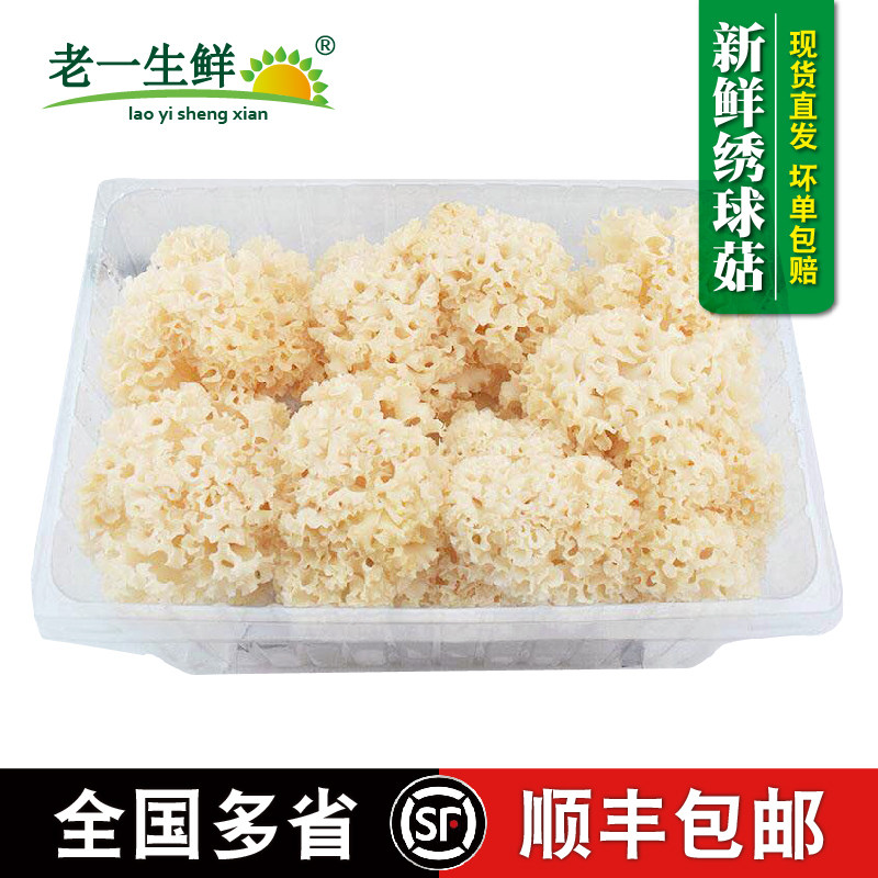 老一生鲜新鲜绣球菌菌菇蘑菇