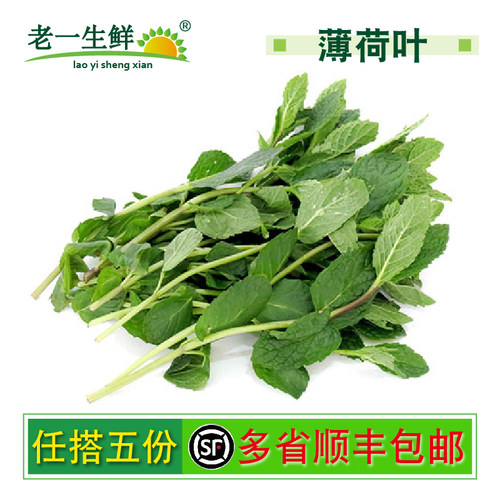 【老一生鲜】新鲜薄荷新鲜薄荷叶