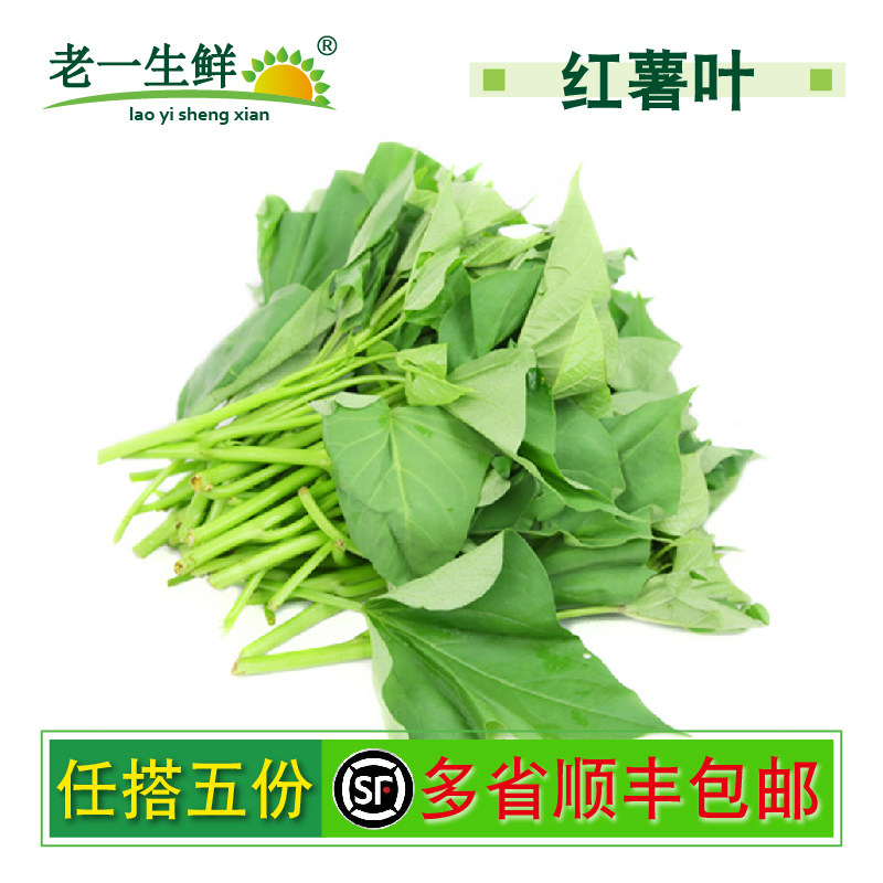 新鲜地瓜叶叶子菜蔬菜