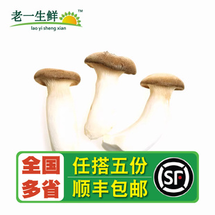 【老一生鲜】新鲜菌菇  新鲜小杏鲍菇   雪茸  500g