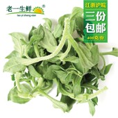 新鲜冰草冰菜沙拉菜400克送沙拉酱多省三份 老一生鲜 包邮