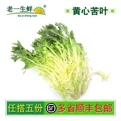 新鲜黄心苦菊苦叶九芽生菜沙拉