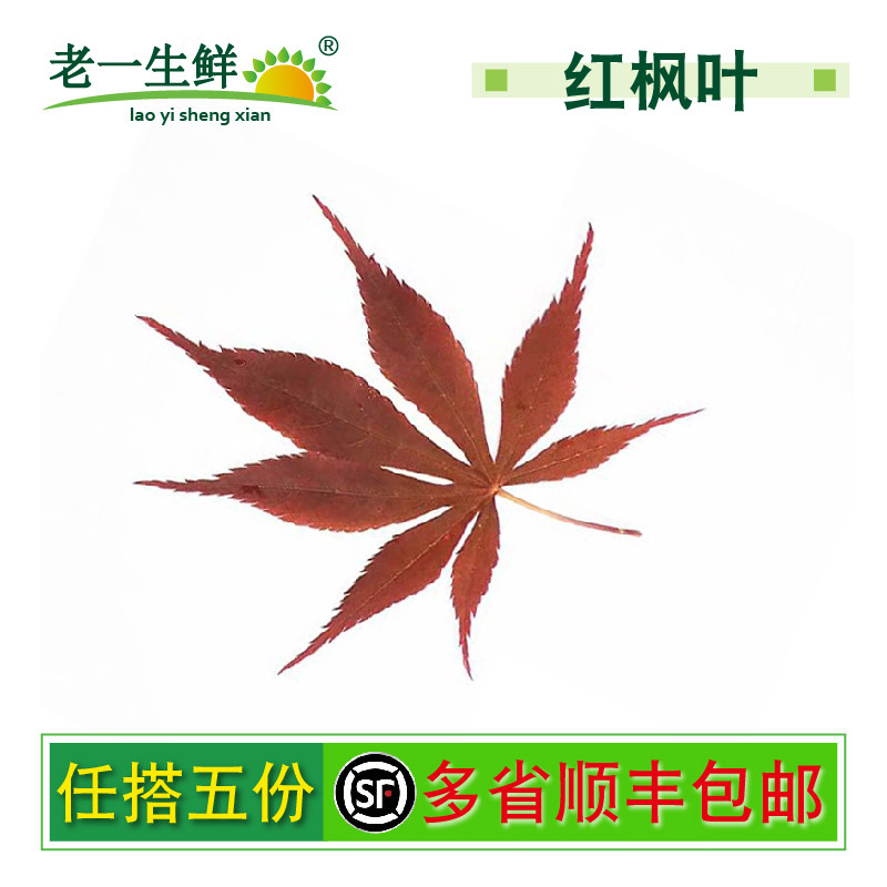 【老一生鲜】新鲜红枫叶1包30片 枫树叶西餐日料餐饮摆盘装饰图片
