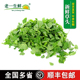 含水湿 金花菜野菜三叶菜秧草 老一生鲜 新鲜草头小2斤装
