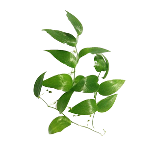 【老一生鲜】新鲜幸运星 1束 腾树苗阔叶舞竹幸运草酒店摆盘