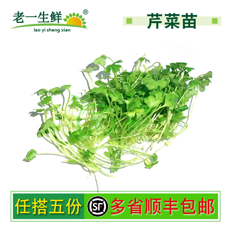【老一生鲜】芹菜幼苗 芹菜苗 摆盘装饰  苗菜 一盒