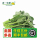 老一生鲜 中花芥兰 新鲜小芥兰 小芥蓝 500g 新鲜蔬菜