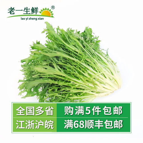 苦菊英文多少钱 苦菊英文价格 小麦优选