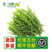 冷艺鲜材摆盘装 盒 新鲜金冠柏香松10枝 饰 老一生鲜