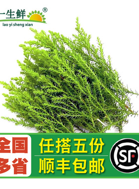 【老一生鲜】新鲜金冠柏香松10枝/盒 冷艺鲜材摆盘装饰