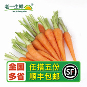 老一生鲜 新鲜去叶手指胡萝卜 500g 水果萝卜 迷你小胡萝卜
