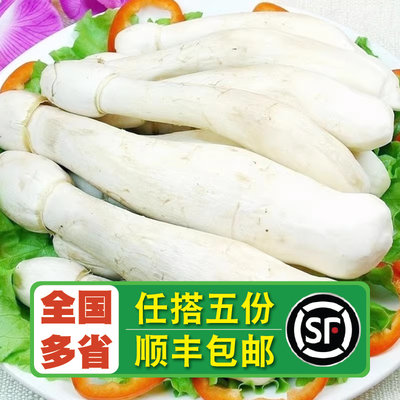 【老一生鲜】新鲜鸡腿菇毛头鬼伞刺蘑菇约450g 真空包装食用菌