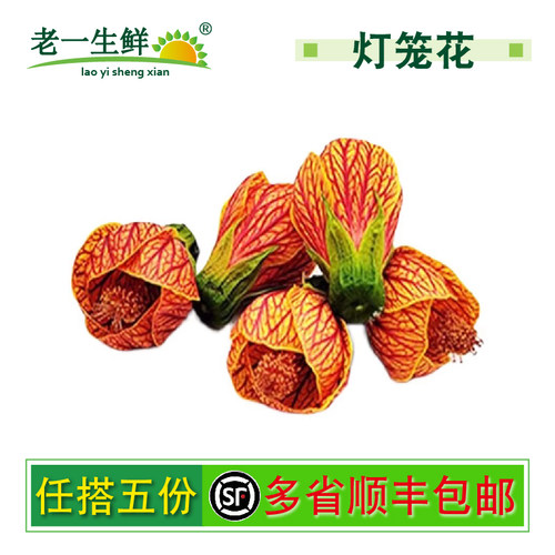 老一生鲜灯笼花装饰花草