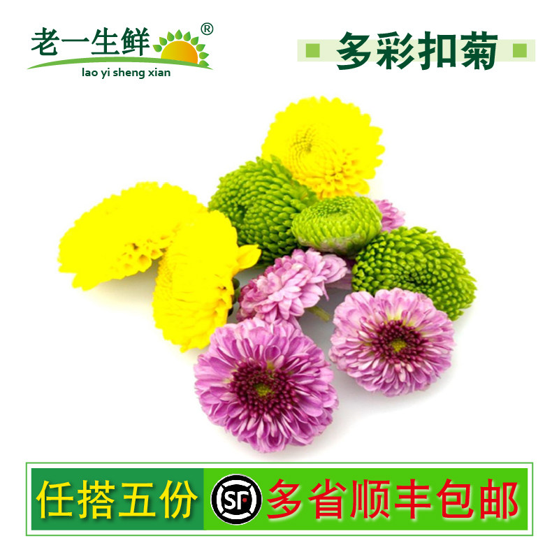老一生鲜彩色纽扣菊摆盘装饰