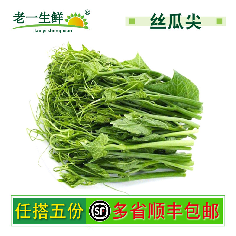 新鲜丝瓜尖龙须菜瓜藤