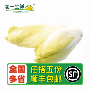 老一生鲜 苦白菜 新鲜蔬菜新鲜 金玉兰菜 500g 玉兰菜